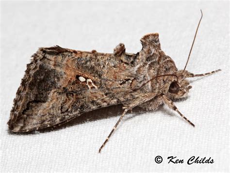 The Common Looper Moth Autographa Precationis Guenée 1852