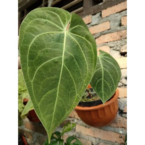 Jual Anthurium Magnificum Verde Atau Kuping Gajah Magnificum Shopee