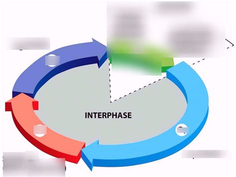 What are the Stages of Interphase? Diagram | Quizlet