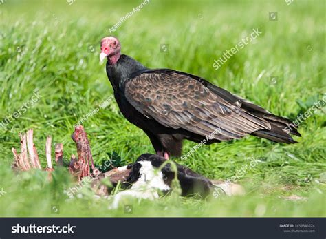 Turkey Vultures Eating