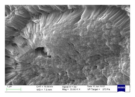 Histological analysis (a) and scanning electron micrographs (b) of ... 