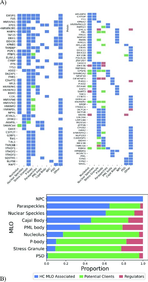 Landscape Of Protein Distribution Among Mlos A Hc Mlo Associated