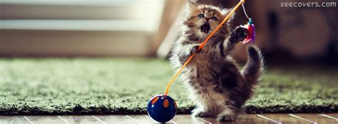 Cat Wants To Play FB Cover Photo – Xee FB Covers