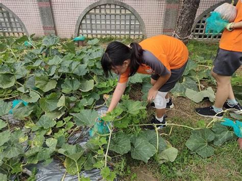 台中烏日九德國小南瓜大豐收 從產地到餐桌學惜福 生活 中時