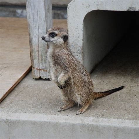 千葉県市川市・動植物園・ミーアキャット 動物 無料写真素材 あみラボ