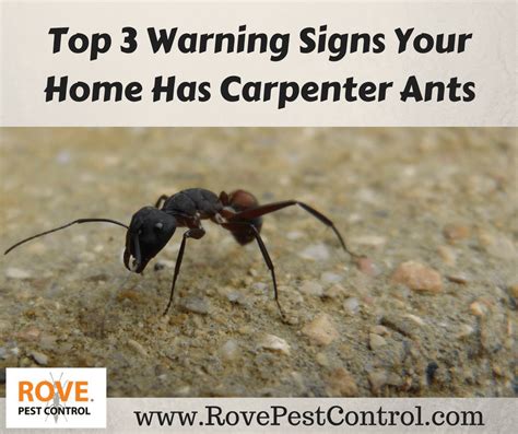 How To Pest Control Ants Pest Control