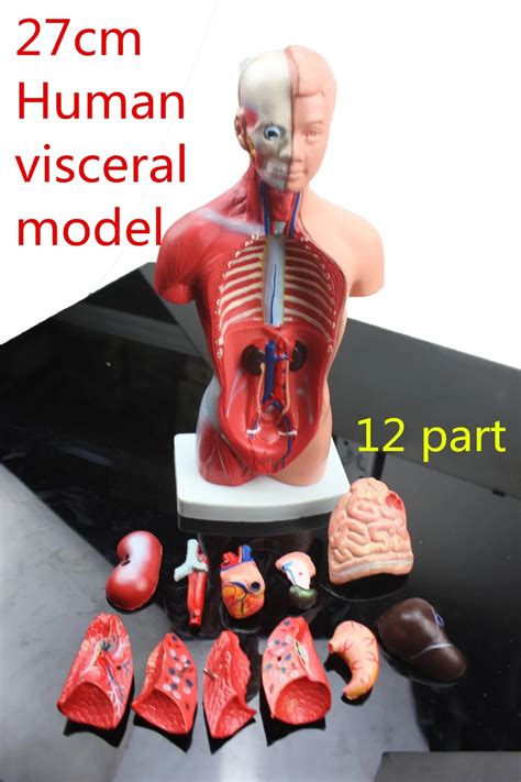 Modelo De Ense Anza M Dica De Cm Partes Torso Humano Modelo Anat