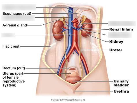 Abdomen Diagram Quizlet