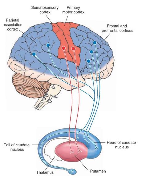 myneurologytips: Basal Ganglia