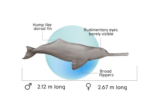 Biology, Ecology & Evolution of Dolphins – River Dolphin