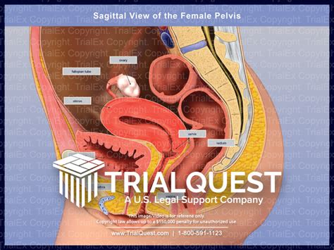 Sagittal View Of The Female Pelvis Trialquest Inc