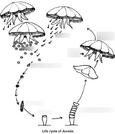 Phylum Cnidaria Life Cycle Of Aurelia Diagram Quizlet