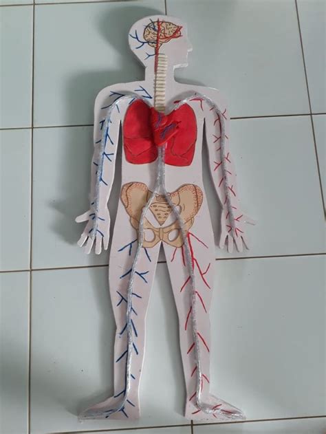 Maquete De Um Corpo Humano Corpo Humano