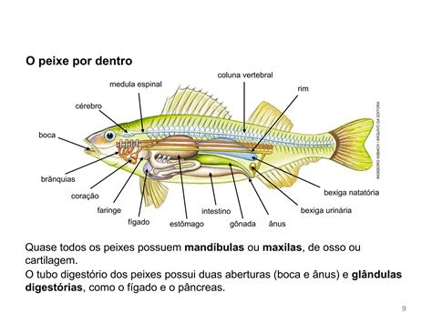 Aula Vertebrados I Peixes Anfíbios E Répteis Ppt