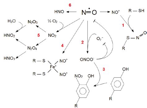 Chemistry Of No 1 Nitrosation Of Thiols R Sh By Nitrosonium 2