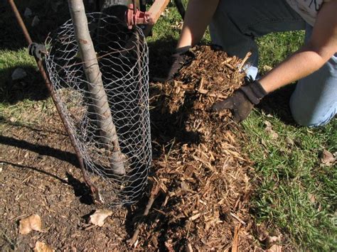 Good Planting, Care Techniques Get Trees off to a Good Start | Nebraska ...