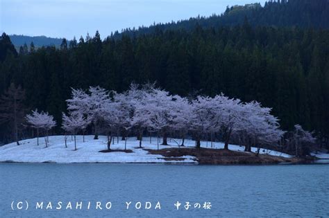 中子の桜（新潟県津南町） Bridge A Day