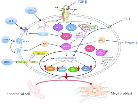 Molecular Mechanisms of EndoMT The diagram shows the TGF β ET 1