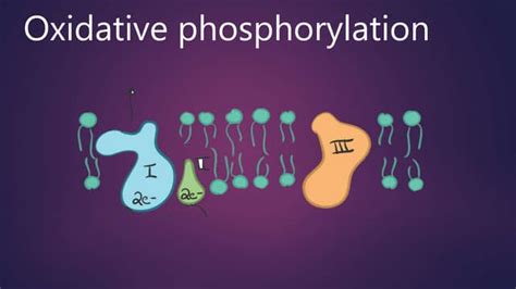 Oxidative Phosphorylation Ppt