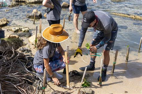 Voluntarios Siembran Mangle Rojo En Condado Para Evitar La Erosi N