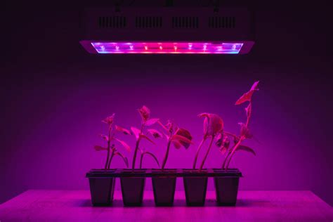 What Type Of Light Do Plants Need? - LampHQ