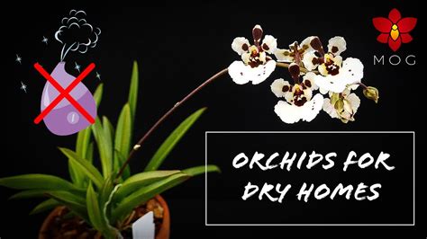 Missorchidgirl Easy Orchids For Dry Homes No Need For Humidity Trays Or Humidifiers