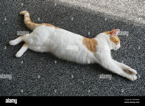 Ginger And White Tabby Cat