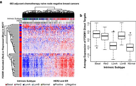 Expression Of Proliferation Associated Foxm Direct Target Genes In