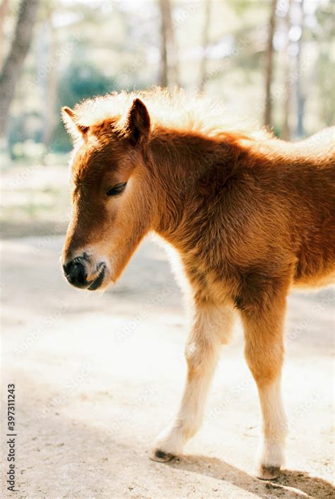 baby pony Stock Photo | Adobe Stock