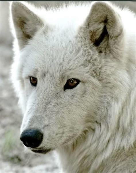 LOUP BLANC