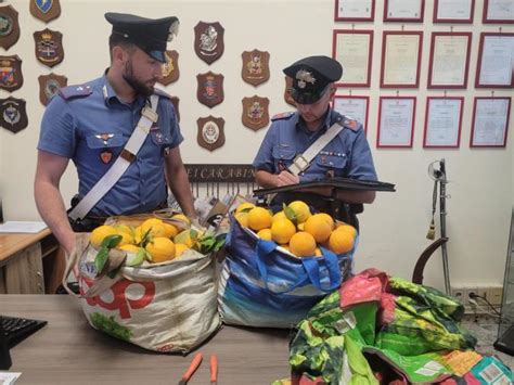 Santa Severina Sorpresi A Rubare Oltre Kg Di Arance In Un Terreno