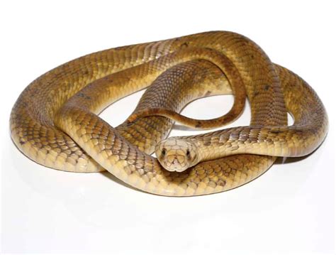 Egyptian Cobra For Sale - Upriva Reptiles