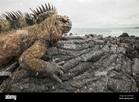 Marine Iguana Amblyrhynchus Cristatus Basking On Volcanic Rock At