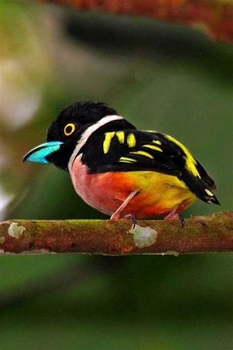 Pin by Laura Díaz on Aves exóticas | Lovely creatures, Bird, Animal kingdom