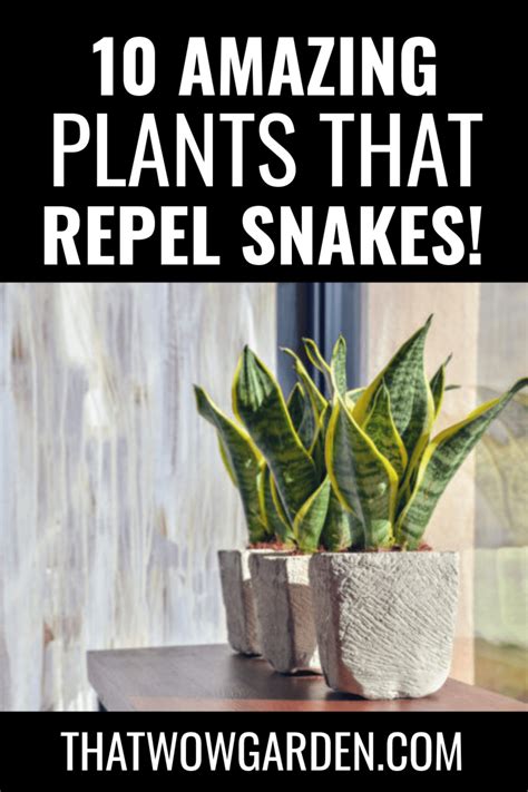 Best Plants That Repel Snakes Thatwowgarden Plants Snake