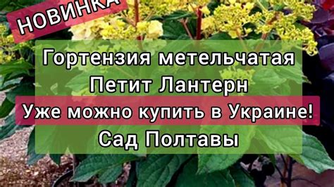 Гортензия Петит Лантерн! Новинка 2022! Уже в питомнике СадПолтавы ...
