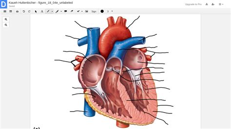 Internal Heart Diagram Quizlet