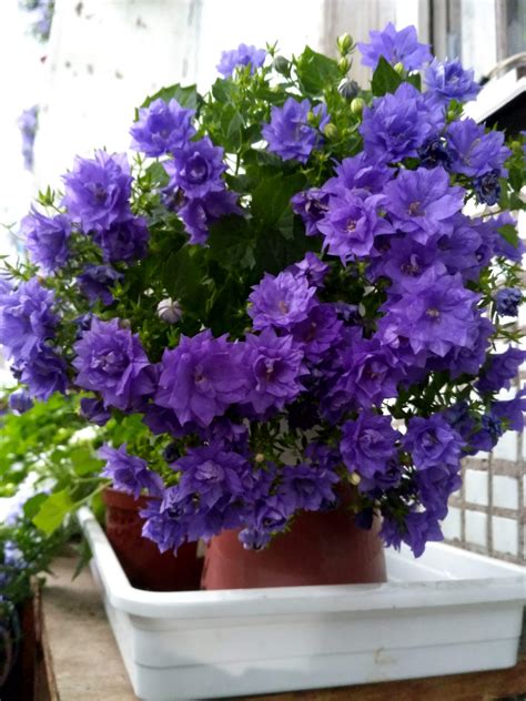 Фиалки, стрептокарпусы, кампанулы в Красноярске - Колокольчики