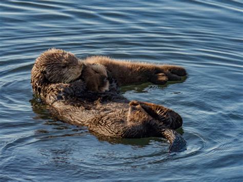 Sea Otter Sleeping Stock Photos, Pictures & Royalty-Free Images - iStock