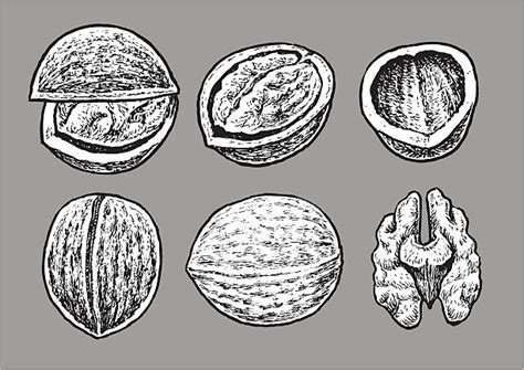 Best Nut Shell Illustrations Royalty Free Vector Graphics And Clip Art