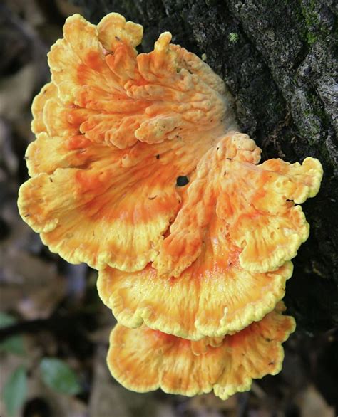 an orange mushroom growing on the side of a tree