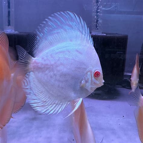 Albino White Butterflycurrently Unavailable Discus Madness