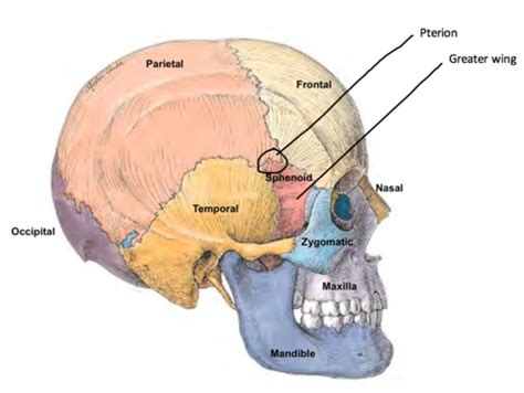 Pterion