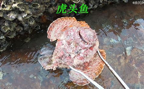 大海退潮后阿平来赶海抓了一条虎头鱼，还抓了红花蟹蟹和海参哔哩哔哩bilibili