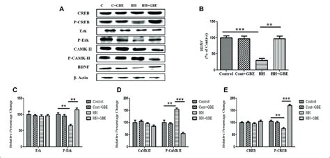 Gbe Activates The Erk Camkii Creb Pathway Immunoblot Of Creb