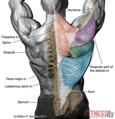 Low Back Muscles Names