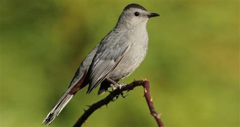 Bird Exam 3 Mimics and Shrikes Flashcards | Quizlet