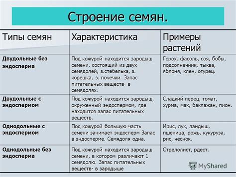 Презентация на тему: "строение семени фасоли Строение зерновки пшеницы ...