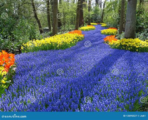 Lane of Flowers in Dutch Spring Garden Stock Image - Image of holland ...