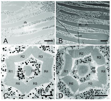 Transmission electron microscopic longitudinal section of the cone... | Download Scientific Diagram